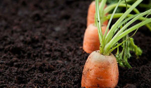 Logra una salud de hierro comiendo zanahorias.