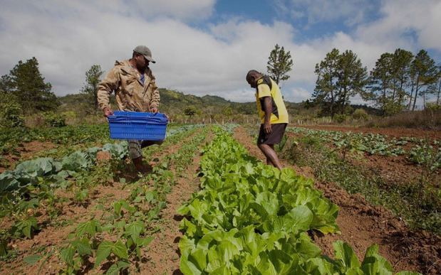 FAO ayuda a generar capacidad productiva en zona de Pedernales con alto potencial agrícola.