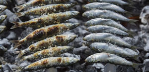 Espeto de sardinas en la Playa del Bajondillo de Torremolinos (Málaga, España).