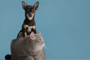 Perros y gatos podrían transmitir a los dueños bacterias resistentes.