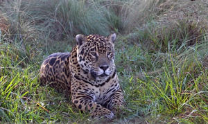 Fotografía de un jaguar en el segundo humedal más grande del mundo en Esteros del Iberá (Argentina). 