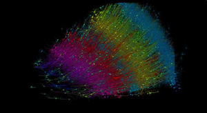 Seis capas de neuronas excitadoras codificadas por colores según la profundidad. 