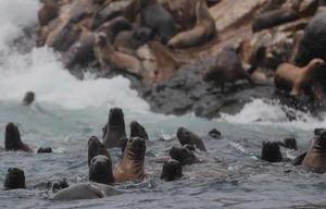 Fotografía de archivo de un grupo de lobos marinos en un sector de la Reserva Nacional Sistema de Islas, Islotes y Puntas Guaneras. 
