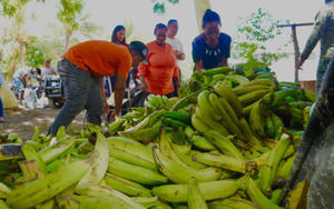 El Inespre venderá a cinco pesos plátanos derribados por ventarrón en el Cibao