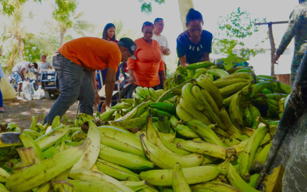 El Inespre venderá a cinco pesos plátanos derribados por ventarrón en el Cibao.