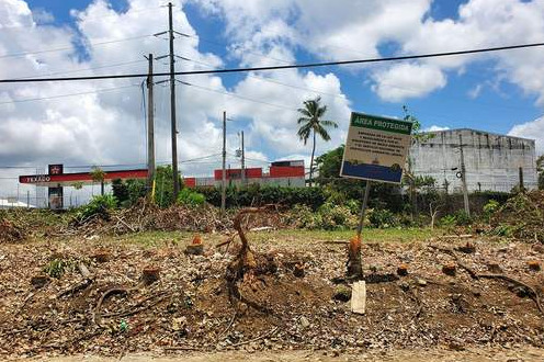 Medio Ambiente ve «grave» desmonte de árboles en zona rural de Montecristi.