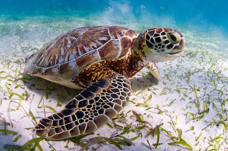 Tortuga.