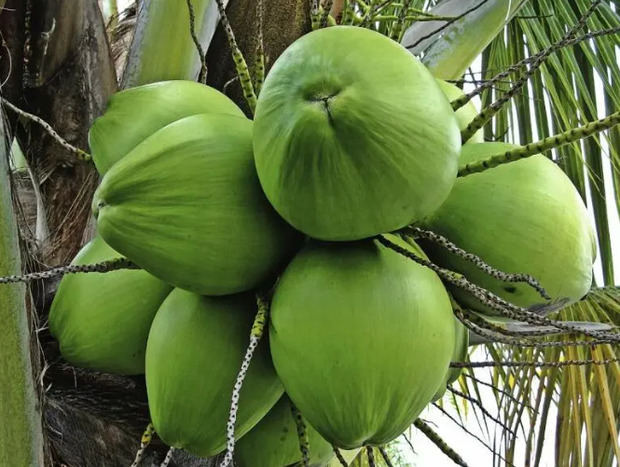 Cocos verdes.