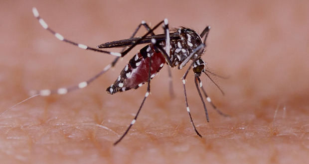Suben a 19 los muertos por dengue en República Dominicana.