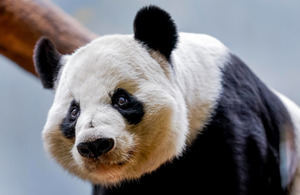 El número de pandas gigantes que vive en libertad en China ronda ya los 1.900