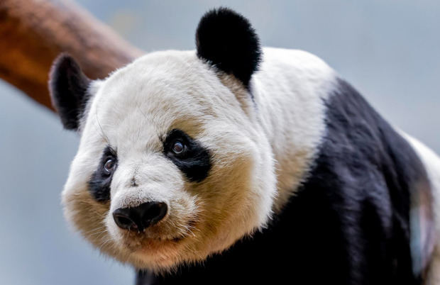 Imagen de archivo de un panda.