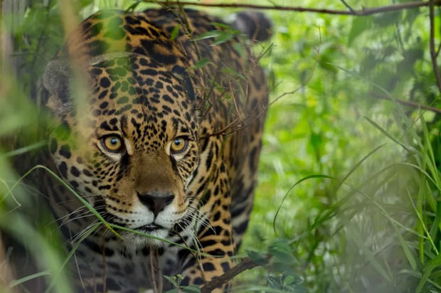 Fotografía de un jaguar en el segundo humedal más grande del mundo en Esteros del Iberá (Argentina).