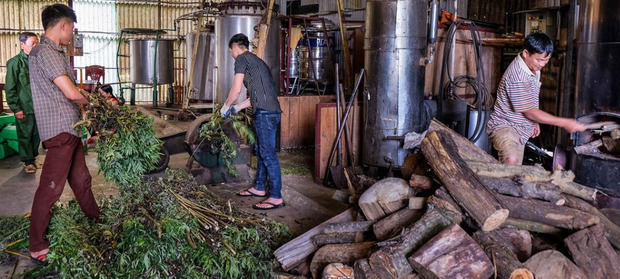 En Vietnam, mucha gente utiliza la medicina tradicional para curarse, y el 90% de los principios activos proceden de los bosques.