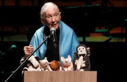 Jane Goodall.