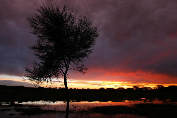 Un árbol sobre un campo de maíz inundado cerca del pueblo de Ramotswa al suroeste de Botswana, en una fotografía de archivo.