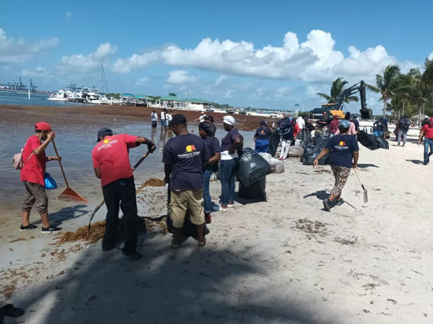 Limpieza de sargazo playa de Boca Chica.