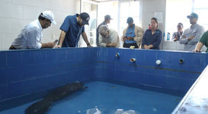 Ministro de Medio Ambiente confía en que cría de manatí se pueda recuperar en el acuario para liberarlo en el tiempo oportuno