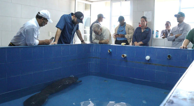 Ministro de Medio Ambiente y Recursos Naturales, Miguel Ceara Hatton observa Manatí.