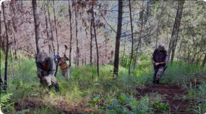 Plantan árboles en área del Parque Nacional José del Carmen Ramírez afectada por incendio