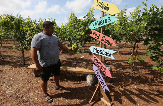 El proyecto ha llamado la atención de agrónomos de la Universidad de Chapingo y enólogos.