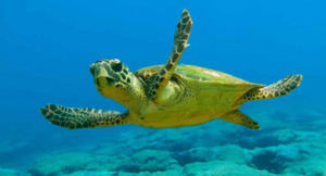 República Dominicana establece una veda de diez años para proteger a las tortugas marinas