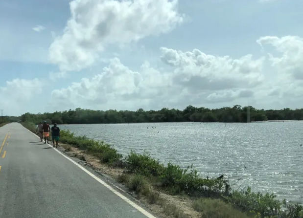 Fotografía cedida por Pedro Walfir Souza Filho, que muestra unos mangalres en el municipio de Bragança, en el litoral del estado amazónico de Pará (Brasil). 