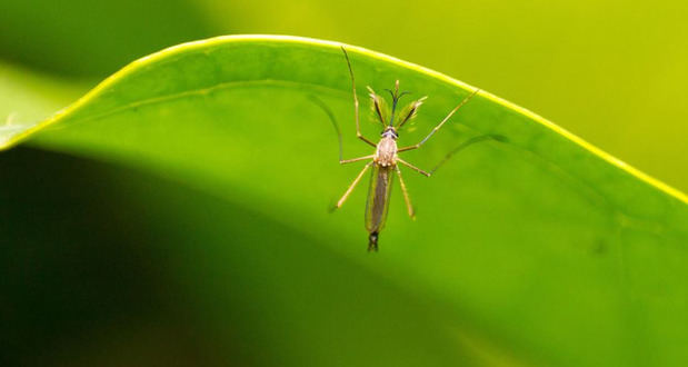 Entre las enfermedades transmitidas por mosquitos se encuentran el dengue, la fiebre amarilla, el chikungunya y el zika.