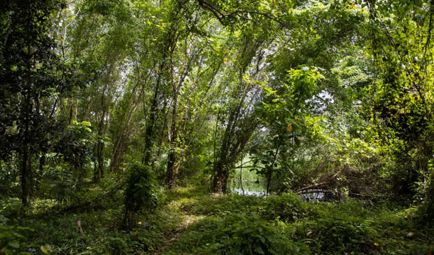 Fotografía de un manglar a orillas del río Ozama, el 19 de julio 2023, en Santo Domingo.
