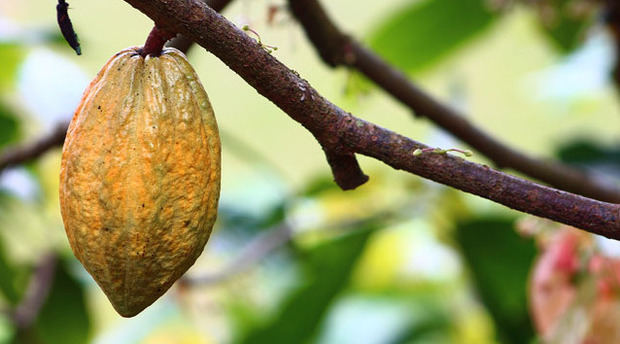 Fruto del cacao.
