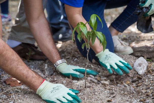 CEPM siembra 400 árboles de Cotoperí, un árbol de sombra que está en la lista roja del Jardín Botánico Nacional.
