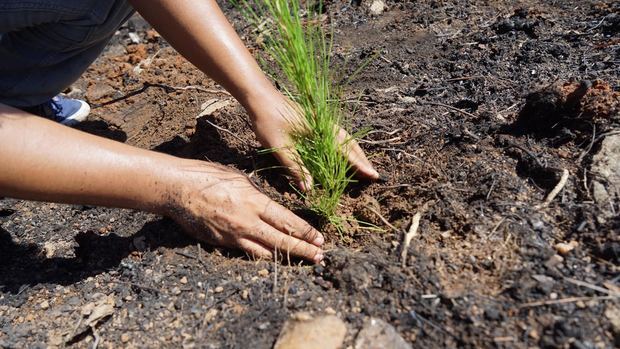 Jornada de reforestación de Industrias San Miguel se extendió durante tres días.