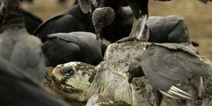 La vigilancia satelital vital para la conservación de las tortugas marinas