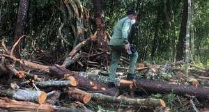 Arrestan a varias personas por tala de árboles en Jarabacoa