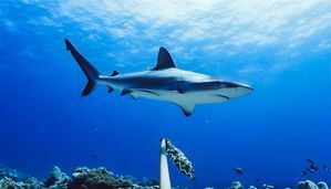 Se extinguen los tiburones en República Dominicana y otras partes del mundo