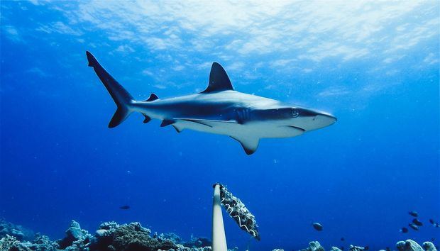 Varios estudios muestran el declive de las poblaciones de los escualos y concluyen que las áreas protegidas marinas son insuficientes. La situación en el Mediterráneo es la más inquietante.