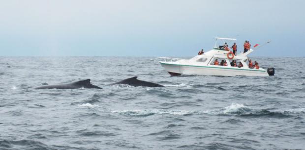 Tours Ballenas Jorobadas