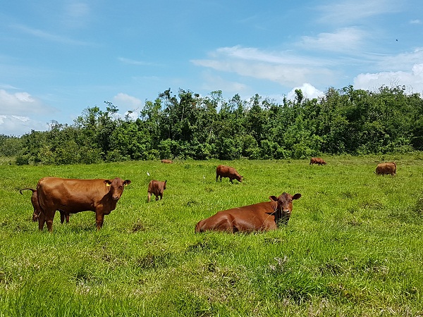Vacas Senepol en pastoreo