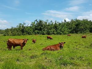 Ganaderos buscan mejorar la calidad de carne en el país