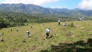 Cientos de voluntarios se suman a jornadas de reforestación en todo el país