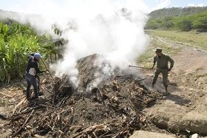 Medio Ambiente incauta miles de sacos de carbón y destruye hornos