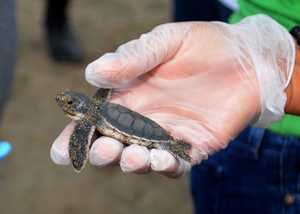 Liberan a 50 neonatos de tres especies de tortuga en peligro de extinción