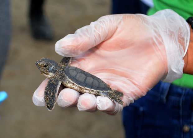  Liberación de un Neonato de Tortugas Marinas de las especies Tinglar, Carey y Verde.