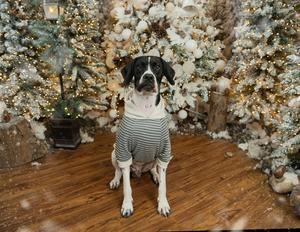 ¡Unidos por Paco! Campaña para salvar la vida de una mascota querida