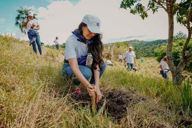 Colaboradores voluntarios del Popular han realizado jornadas de
reforestación a lo largo de más de 20 años.