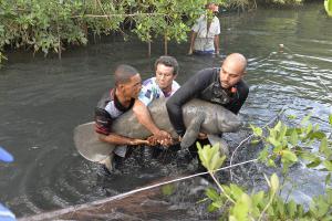 Manatí rescatado en Puerto Plata en estado de recuperación
