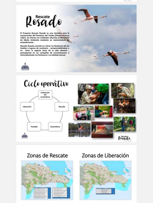 Rescate Rosado ha ejecutado la liberación más grande de aves silvestres que se ha hecho en R. Dominicana