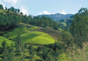 Ministerio de Medio Ambiente destaca la importancia de preservar los bosques 