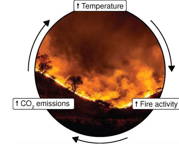 El bucle de retroalimentación incendios forestales-cambio climático. Chris Wolf, William Ripple Fotografía de fondo de Peter Buschmann.
