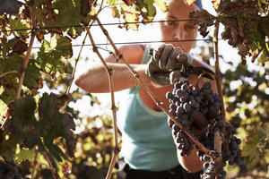 La inusual vendimia de este año impacta en la calidad del vino español