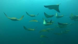 Marcan diez mantarrayas para identificar sus patrones migratorios en Galápagos